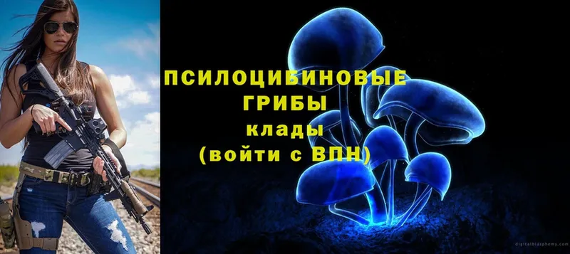 купить наркоту  Микунь  Галлюциногенные грибы Psilocybe 